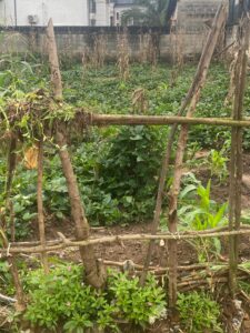 The Roles of Government and None Governmental organisations in Agricultural Development