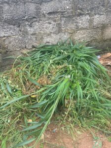 Meaning and uses of pasture and forage crops