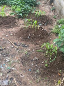 Agricultural laws and reforms in Nigeria