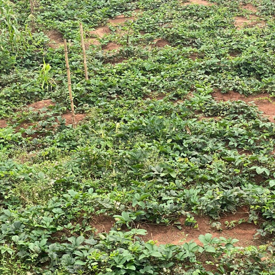 Meaning of Crop Rotation