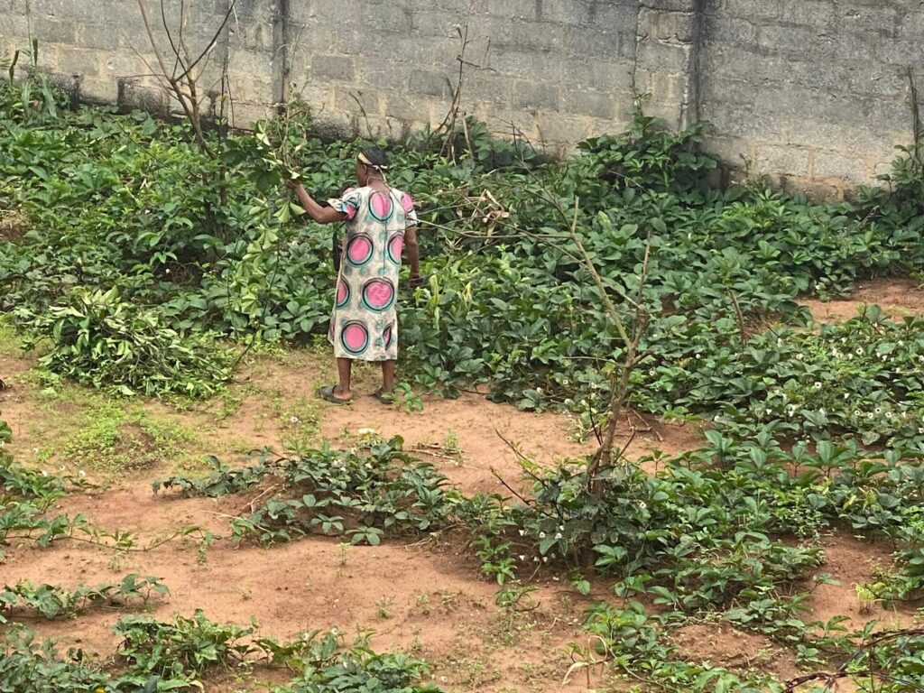 Agricultural Insurance Policy in Nigeria