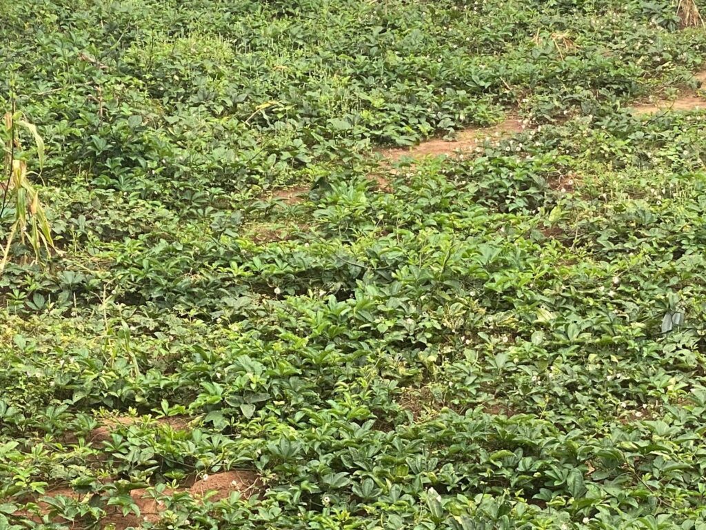 Meaning of Crop Improvement