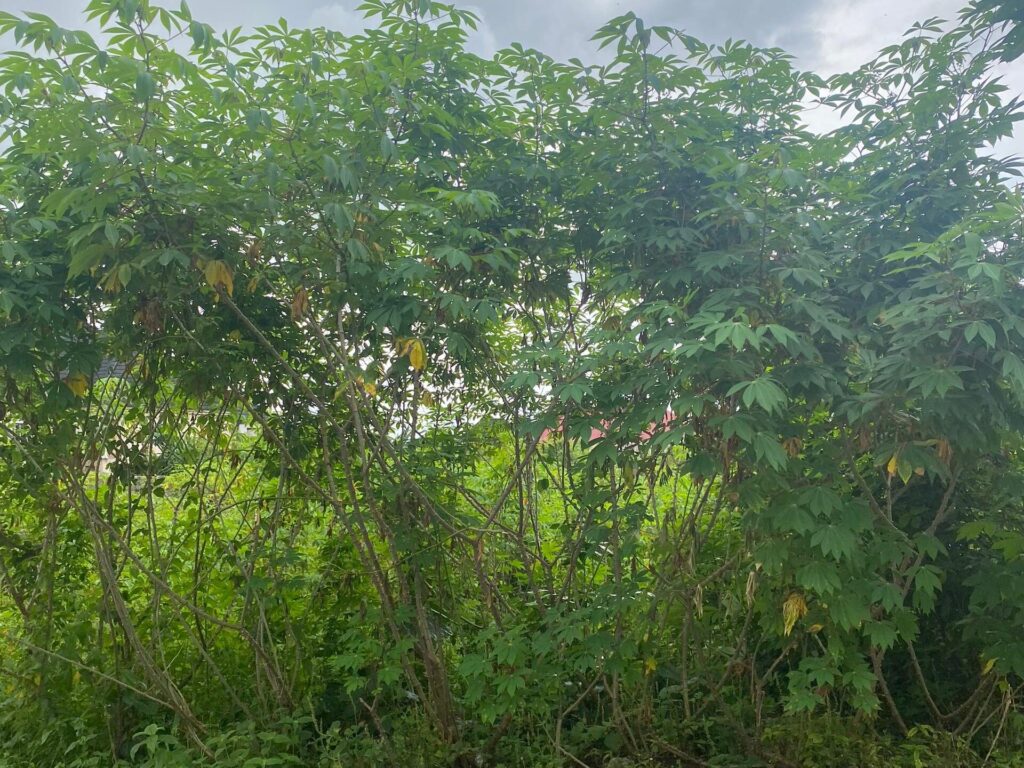 Meaning of apiculture or bee-keeping