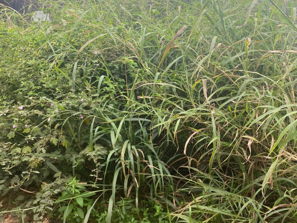 Meaning of Animal Improvement