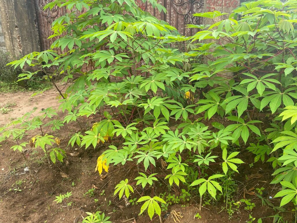 Agricultural laws and reforms in Nigeria