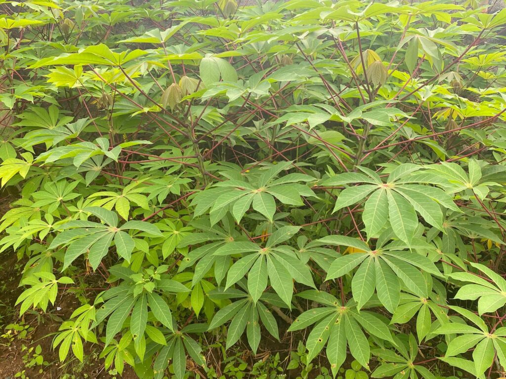 The Roles of Government and None Governmental organisations in Agricultural Development