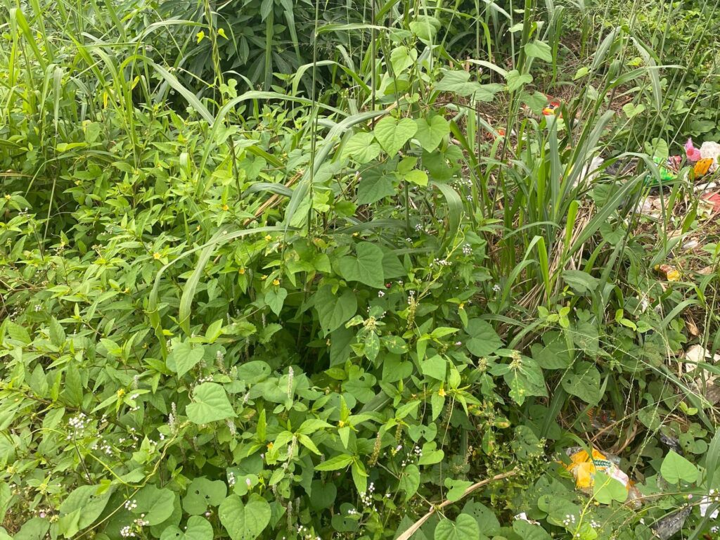 Meaning and uses of pasture and forage crops