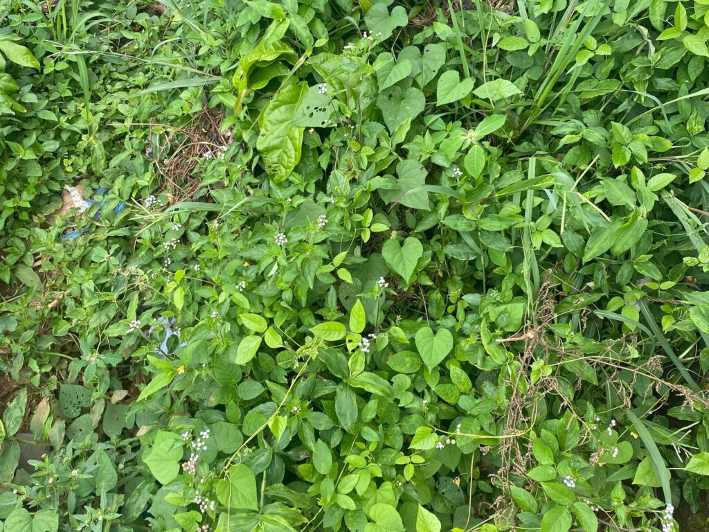 Formation composition and properties of soil