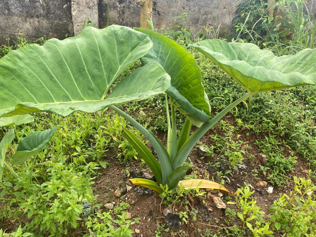 Meaning and importance of agriculture