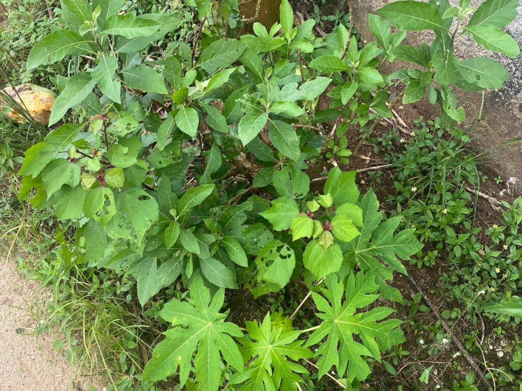 Subsistence and commercial agriculture