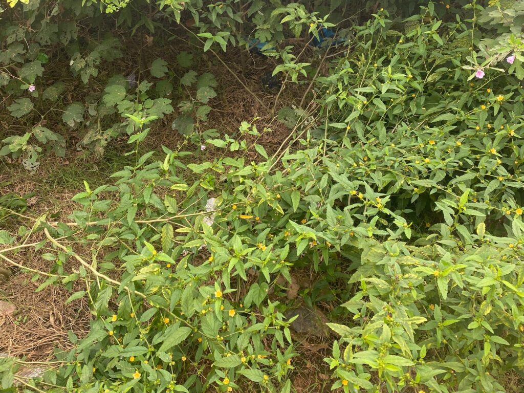 Meaning and elements/factors of climate