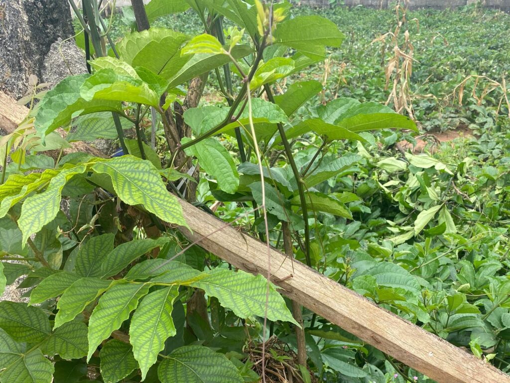 Agricultural Ecology in Agriculture