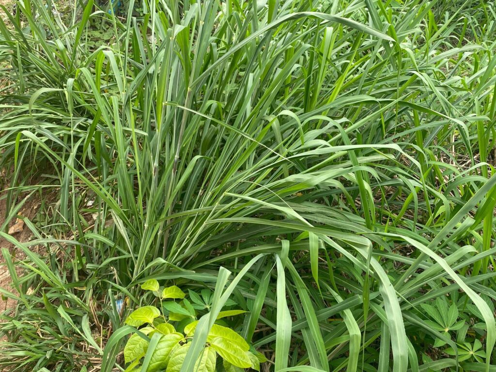 Agricultural extension service in Nigeria