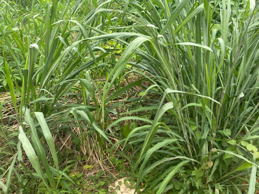 Problems and prospects of mechanisation