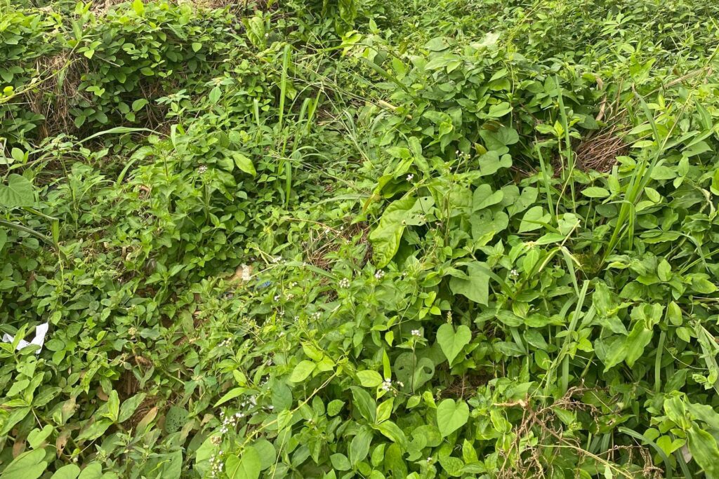 Weeds and Weeds Control